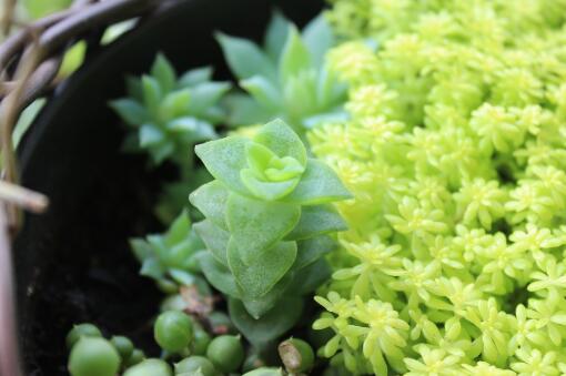 多肉生白色虫子怎么办？如何有效清除