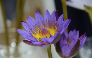 百日菊：花大色艳，生命力顽强