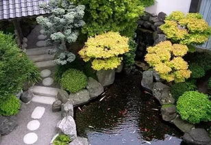 认知误区：常绿不等于耐寒