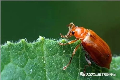 啶虫脒：神奇的农药小帮手