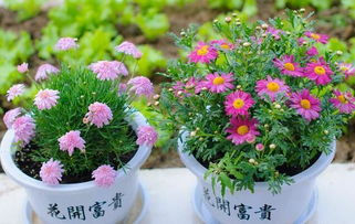 大缸种植，美丽与易养并存