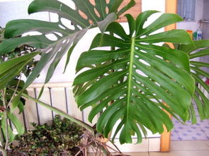 龟背竹的神奇之处