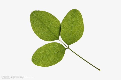 “常见树叶名称大全，这些叶子你认识几个