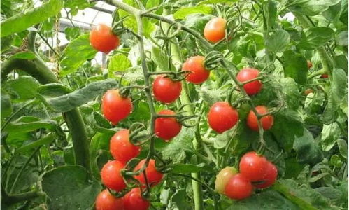 开花初期，磷钾硼要跟上