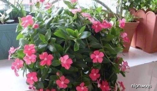 长春花在什么季节和气候条件下播种最适宜