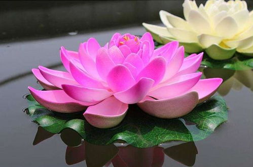 百合花水养需掌握科学浇水方法，以促进其健康成长