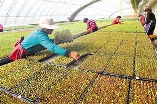 播种前的准备：浸泡和混合