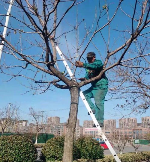 水肥管理：给树木喝饱饱，吃饱饱