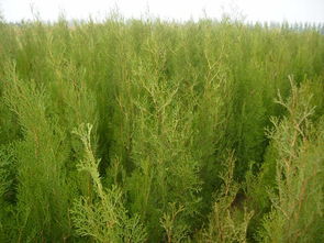 苗圃场与城市绿化