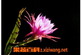 嫁接荷花令箭夏季怎么养？拆分养护技巧