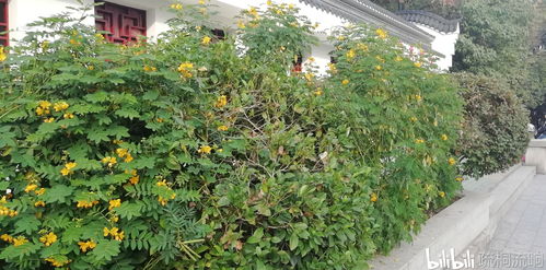 黄花决明子开花时间、颜色及其生态角色研究