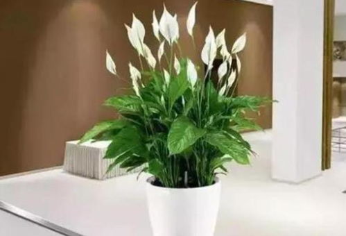 三层花盆的奇妙世界