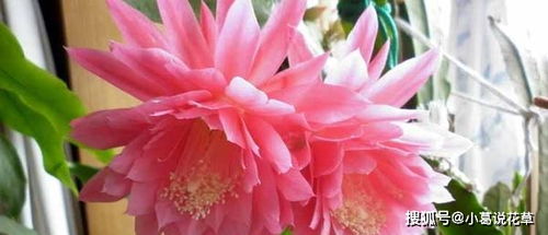 令箭荷花怎么养？学会这几点让它花开不断