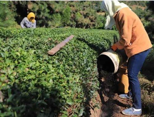 美洲茶在哪些耐寒极限下能越冬？关键防护措施有哪些