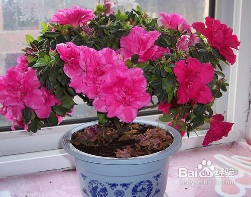 室内养杜鹃的注意事项
