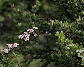 叶子发黄，绣线菊怎么了？