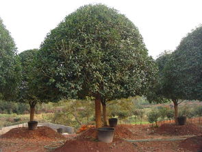 湖南省的桂花种植指南