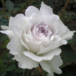 加百列大天使月季的美丽之谜