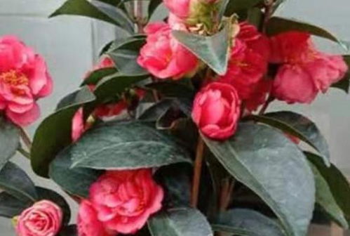 土壤， 那可是关键（二）