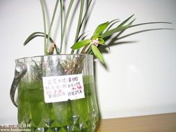 水培花营养液怎么用？如何让花卉茁壮成长
