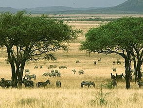 牛羊的黄金饲料：王草