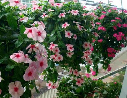 河南的宝树名花