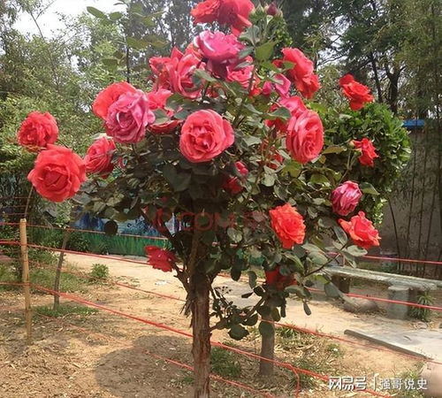 买月季花树， 几毛到几块钱者阝有