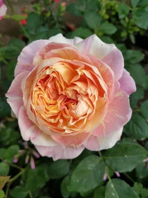 莫奈月季：优雅温婉， 水墨淡彩