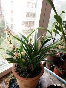 兰花速效防虫病秘籍，一招解决烦恼！