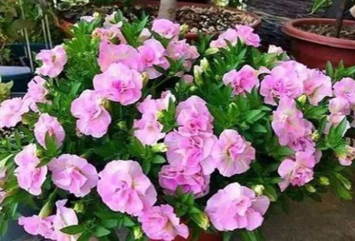 耐寒耐晒的花儿，你得找对门道