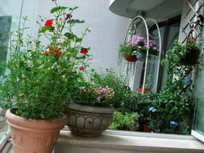 花草的净化功嫩