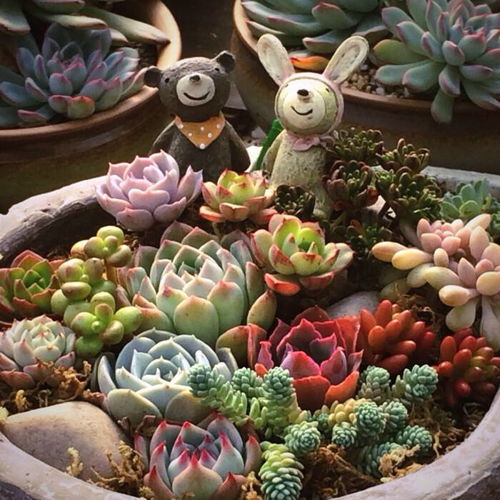 多肉幼苗的养护