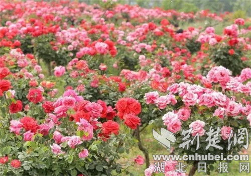 朝阳村：从荒坡到花海的蜕变