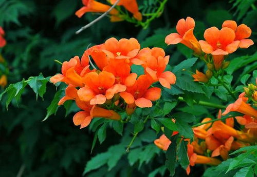俄罗斯凌霄花好养吗？掌握这几点轻松养护