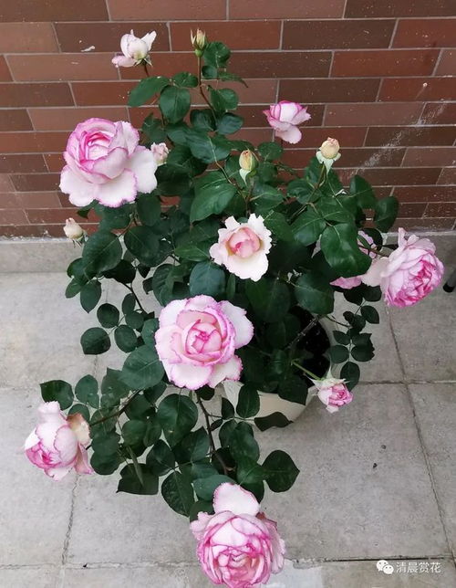 适合敏感肌肤使用吗？我来揭秘