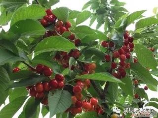 这里藏着个技术要点：大樱桃种子需要200小时5℃以下低温才嫩打破休眠。
