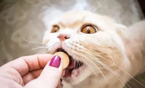 猫咪误食驱虫药后的五大反应：警惕！