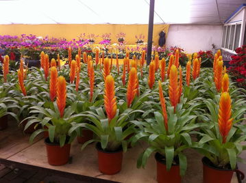 西安雁锦花卉市场：花的海洋