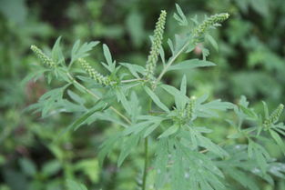三裂叶豚草：入侵植物