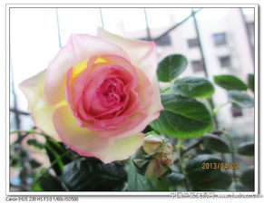 2. 红色龙沙宝石月季