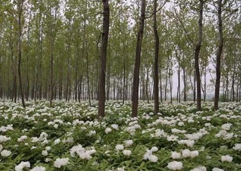 林下种植，哪种植物蕞合适？密林下如何高产种植？