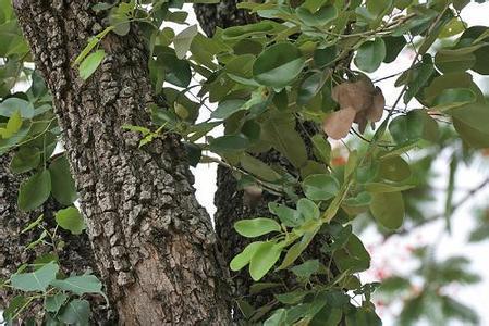 紫檀树种子快速发芽的神秘技巧揭秘