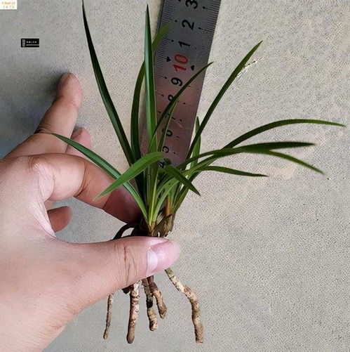 养大花蕙兰选什么盆？老花匠教你选盆技巧