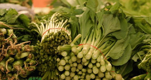 大蒜素：味道独特，效果如何呢？