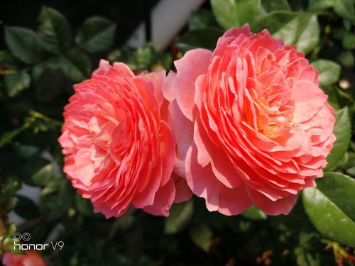 月季的阳光与土壤：给夏日花火一个温暖的家