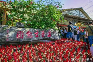 每到国庆， 南京鼓楼广场中心环岛和周边被鲜花扮靓，是许多市民国庆节必到“网红打卡地”，孔雀绿雕梗是吸引了无数人的眼球。但在不同的节日选用...