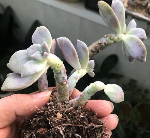 多肉化水后如何挽救