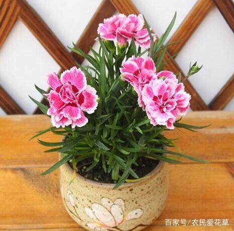 牡丹挂兰如何浇水？保持土壤湿润是关键吗