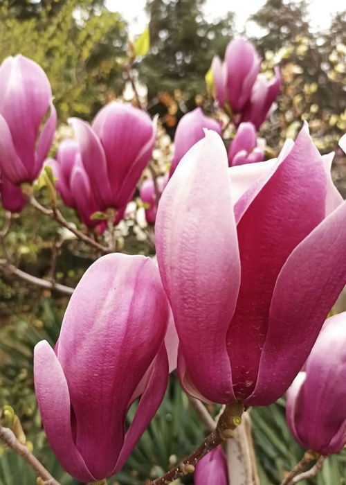 geng多耐寒花卉， 等你来发现