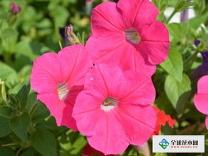 矮牵牛、 天竺葵，路边点缀好风景